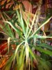 Palme2.JPG