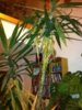 Palme3.JPG