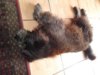hund 2.jpg