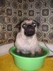 beim Baden4.jpg