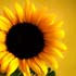 Sunflower20