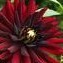 dahlia813