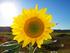 sonnenschein.81