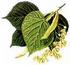Tilia79