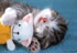 Nebelfee