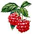 himbeere74