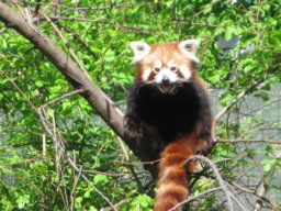 Ailurus.Fulgens