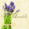 Lavendula