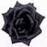 Schwarze-Rose