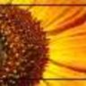 sunflower81