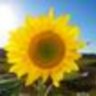 sonnenschein.81