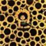 girasole