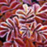 winterblume