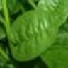 calaloo