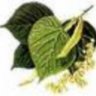 Tilia79