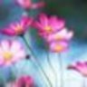 fleurice