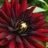 dahlia813