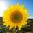 sonnenschein.81