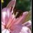 Lilien
