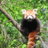 Ailurus.Fulgens