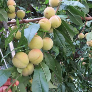 Pfirsiche am Baum