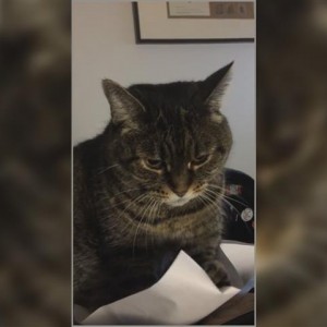 Unzertrennlich: Katze ist verrückt nach Papier
