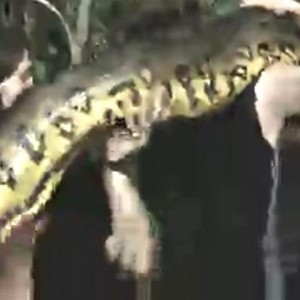'Eaten alive': Mann wirft sich Anaconda zum Fraß vor