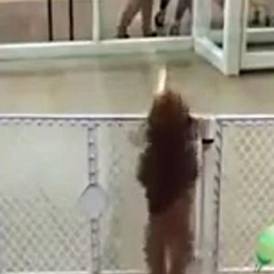 Hüpfender Welpe: Hund flippt aus vor Freude