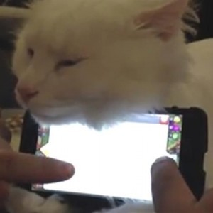 Tierisch praktisch: Katze als Smartphonehalter